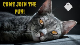 The Ghost Cats Groove | Original Piano Composition