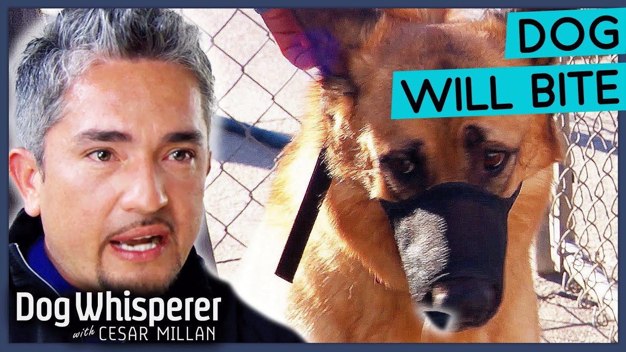 3 Aggressive German Shepherds Fight All Day Dog Whisperer With Cesar