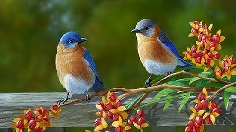 Birds vocabulary for Viet child  - Từ vựng tiếng Anh chủ đề các loài chim