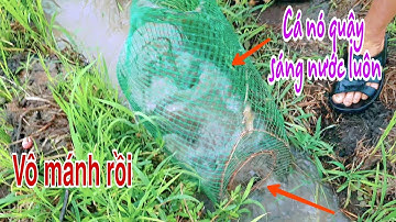 Đặt những bẫy cá trên ruộng sau mưa bão trúng cá rồi | Bông lúa Miền Tây