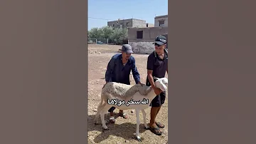 الله سخر مولاها حولي صردي كيسر 