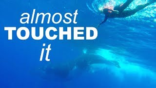 SWIMMING with 40 TONNE WHALES - Adventure 32 of Sailing Around the World
