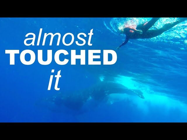 SWIMMING with 40 TONNE WHALES - Adventure 32 of Sailing Around the World