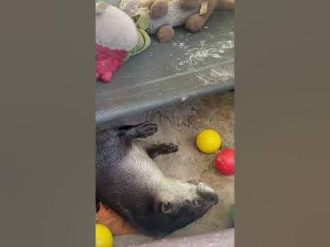 Ever wondered what a river otter sounds like🦦? #asmr #riverotter #otter