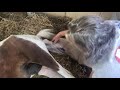 Textbook Birth of a Miniature Foal