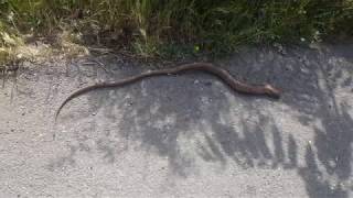 Tbilisi. May 6, 2018. Elia - Элиа - ელია