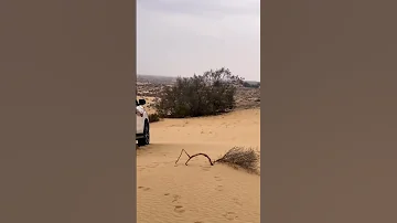بدو سيناء بدوانك سعدهم قايم سواركه ولنا في قمه المجد رايات 