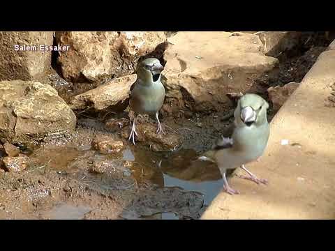 بلبل زيتوني Hawfinch حسون الكرز برقوقي الرأس الطيور في ليبيا The Birds In Libya