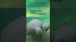 Blue Spring Manatee Season recap
