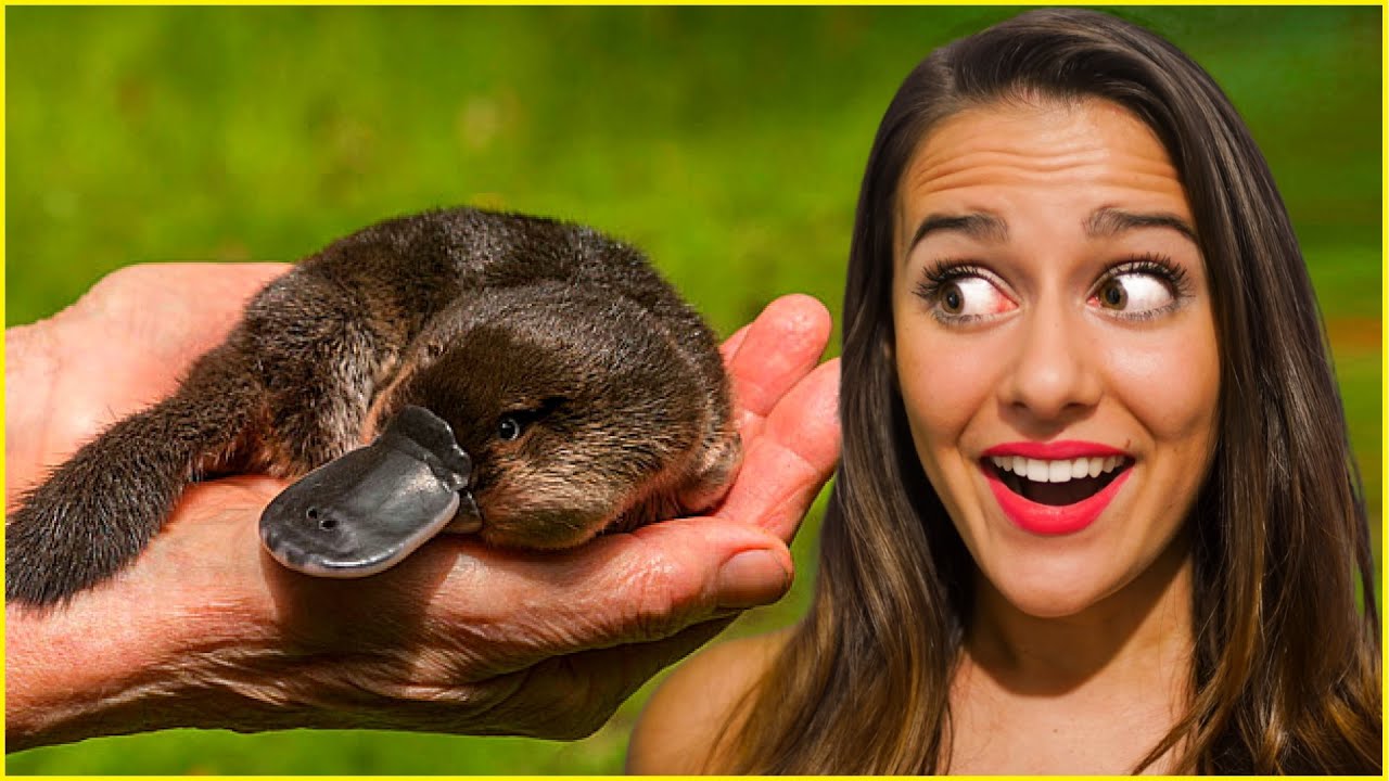 ULOVILI JSME PTAKOPYSKA !