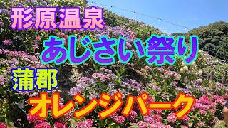 【形原温泉あじさい祭り：蒲郡オレンジパーク】バスツアーに参加しました。昼食のうなぎ釜御膳は美味しくて、デザートのマスクメロンは絶品でした。あじさいの里では小高い山一面があじさいで覆われ、美しかったです