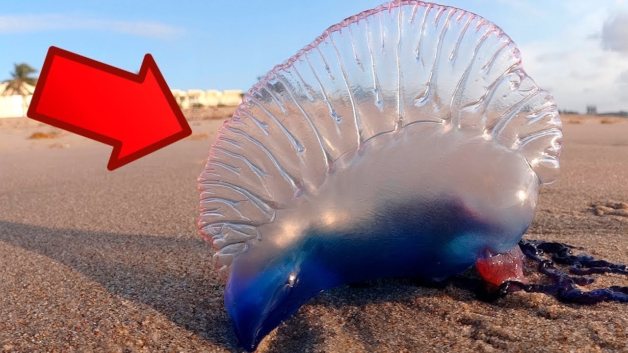 10 ANIMALS YOU DON'T WANT PROBLEMS WITH