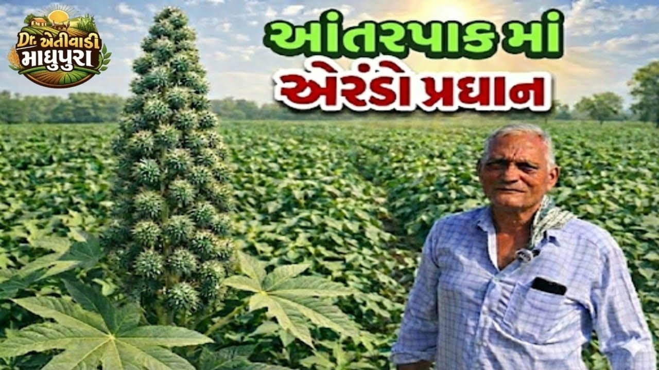 આંતરપાક માં એરંડો પ્રધાન! 👑 | Dr. ખેતીવાડી માધુપુરા | #એરંડા ની ખેતી 