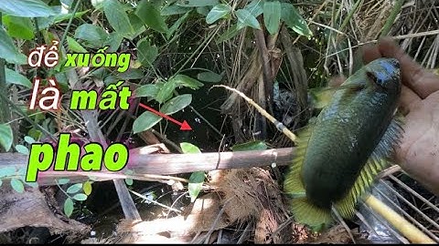 Câu cá rô đồng, đã tay khi phát hiện con kênh nội đồng rất nhiêu cá | miền quê Tiền Giang