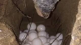 Download Lagu Proses penyu bertelur MP3