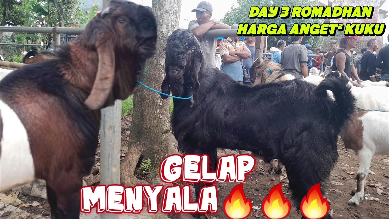 ANGET‼️HARGA KAMBING HARI INI DIPASAR DAMPIT MALANG JATIM