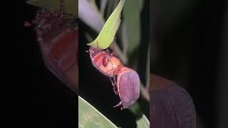 “Unique and bizarre beetle insect” 🪲