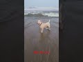 #doglover #dog #ocean #beach #beautiful #swimming #viralvideo #viralshorts #shorts #cuteanimals