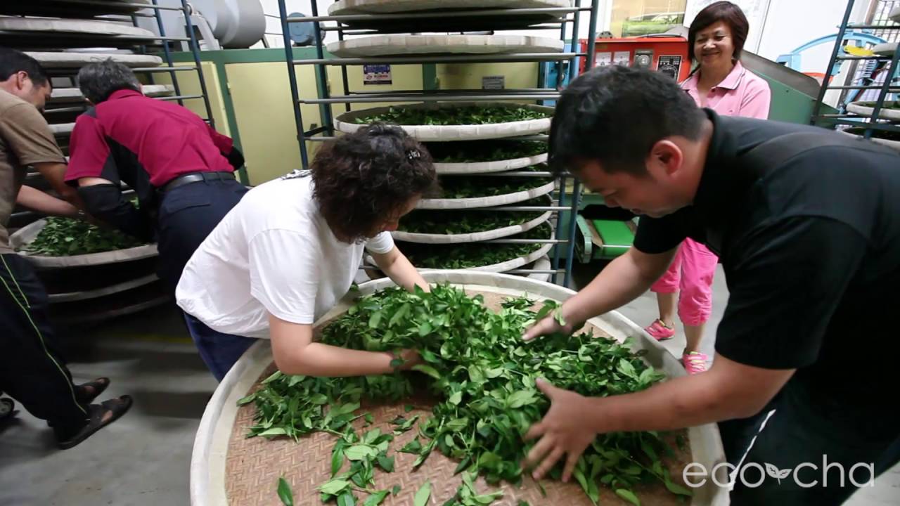 Traditional Oolong Tea Making Seminar EcoCha Teas YouTube