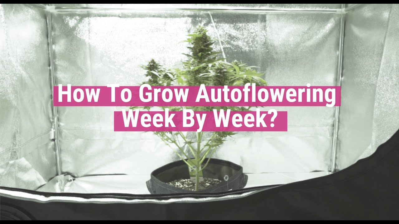 Autoflowering Plants Week By Week [Educational] YouTube