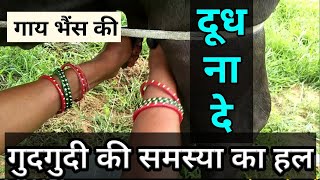 भस गय दध न द त कय कर Buffalo Cow Milk Na De To Kya Kare Tickle Problem गदगद क समसय