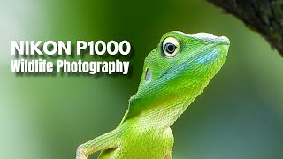 Nikon P1000 Wildlife Videos Photography