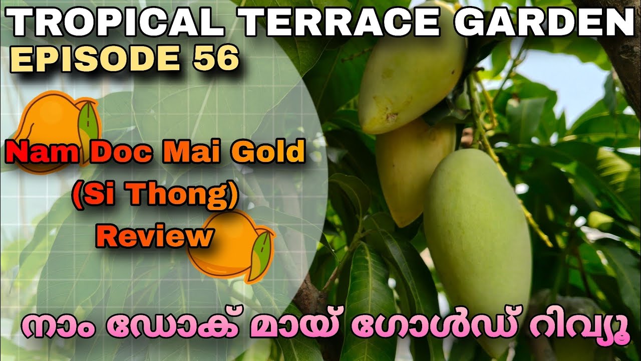 Episode 56 | നാം ഡോക് മായ് ഗോൾഡ് റിവ്യൂ | Nam Doc Mai Gold (Si Thong) Review