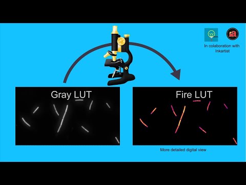 Color-LUT in ImageJ. Simple and easy!