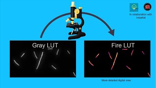 Color-LUT in ImageJ. Simple and easy!
