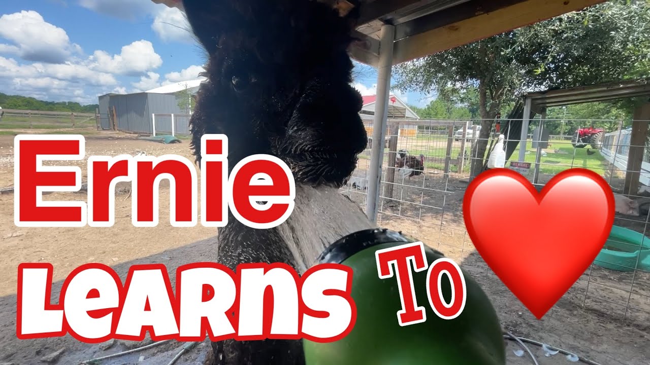 Earning  Ernie’s Trust: Alpaca Love