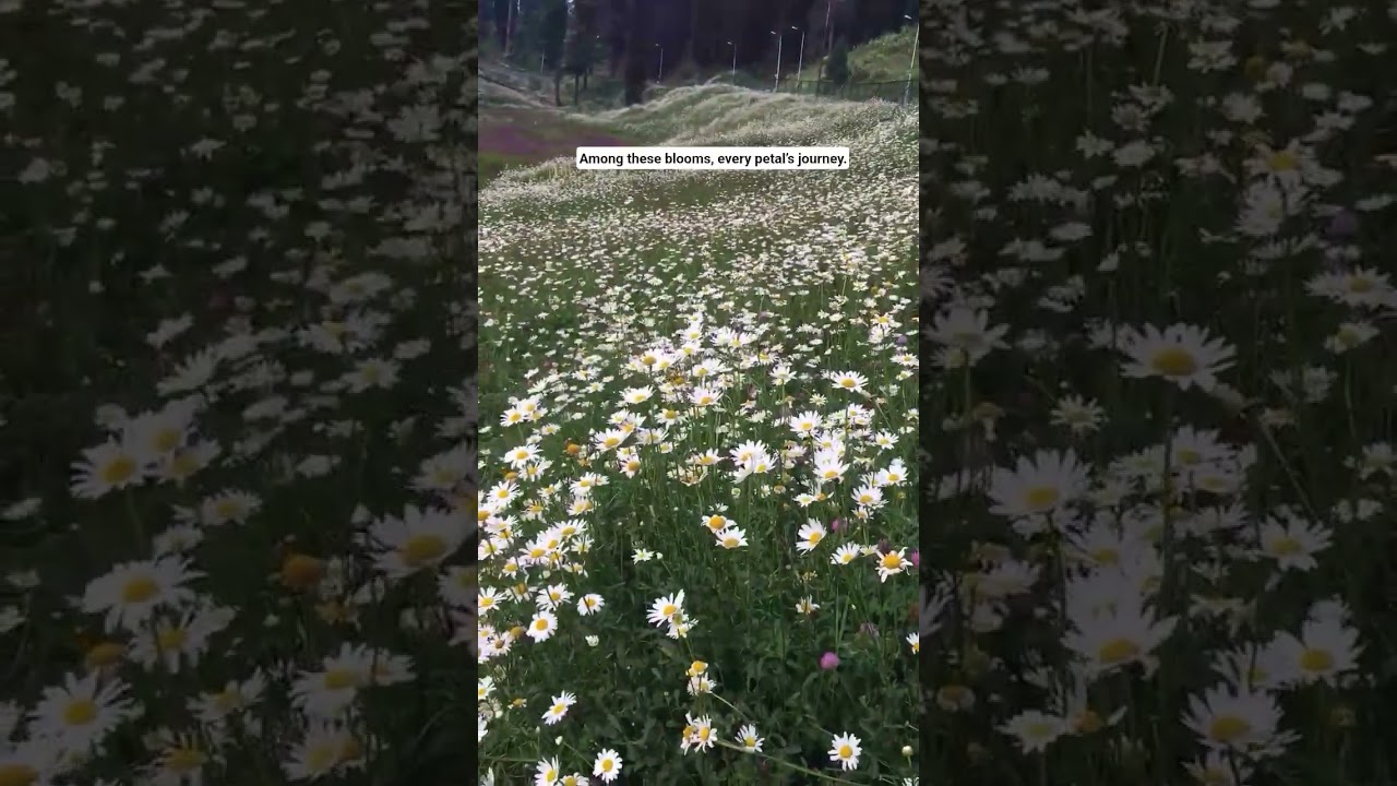 "purpose in every bloom" 