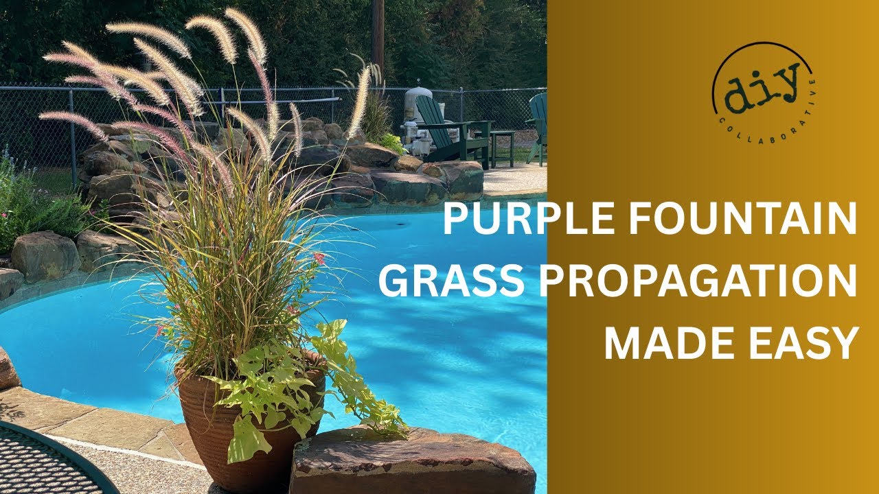 🌾🧑‍🌾 Purple Fountain Grass Propagation Made Easy | Garden DIY Guide 🪴💧🌞