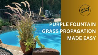 🌾🧑‍🌾 Purple Fountain Grass Propagation Made Easy | Garden DIY Guide 🪴💧🌞 @diycollaborative