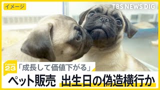 「オークション逃すと成長して価値下がる」という声も　ペットオークションで子犬・子猫の生年月日偽造疑い　動物愛護法で禁止の“生後8週以下”販売横行か【news23】｜TBS NEWS DIG