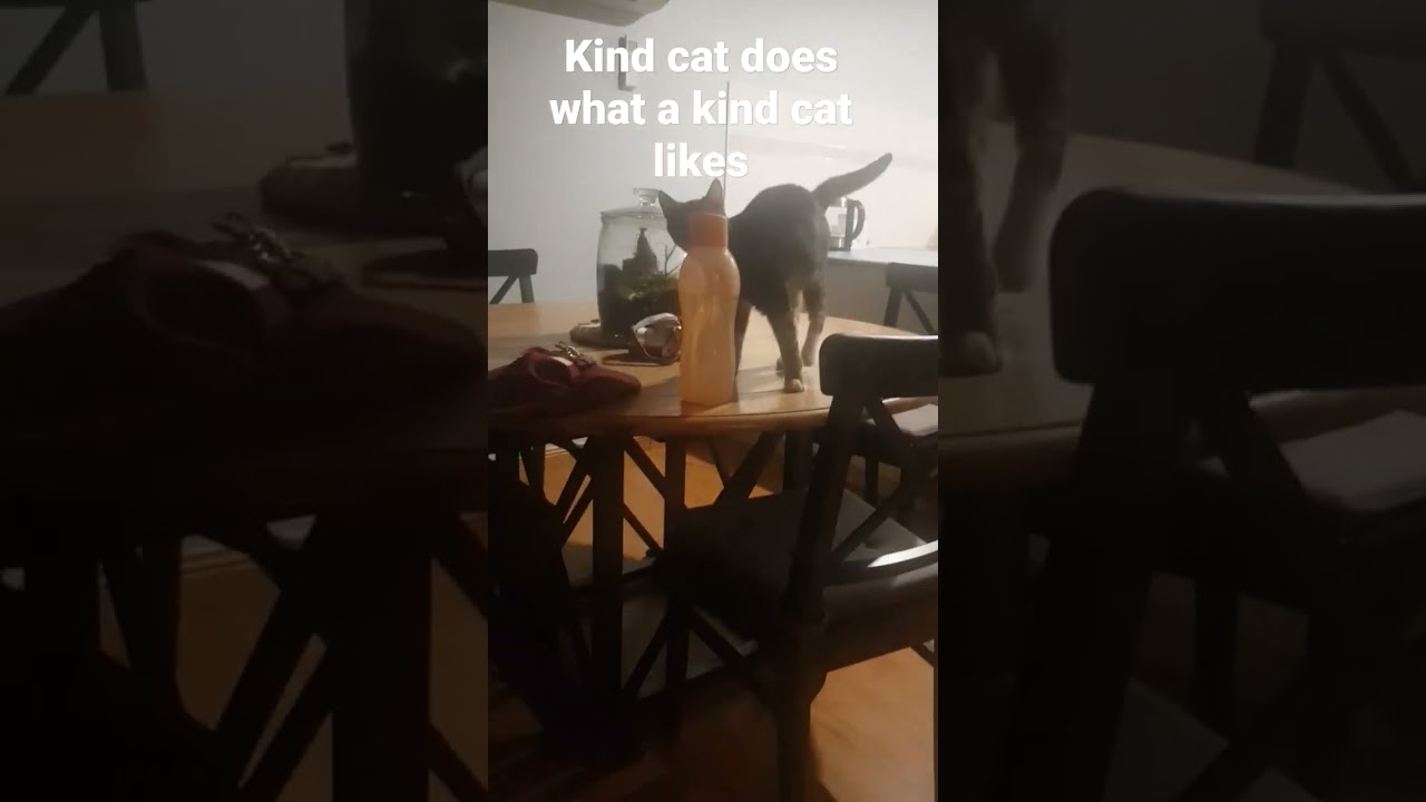 Kind cat doesn't believe in rules 