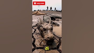 Con vật kì lạ nhất không có thật Việt Nam : Rồng là CÓ THẬT Cận cảnh sinh vật lạ tại Việt Nam