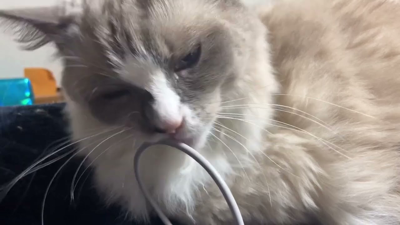 Scamp Cats bad attention seeking habit