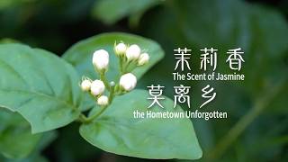 The Scent of Jasmine, the Hometown Unforgotten.