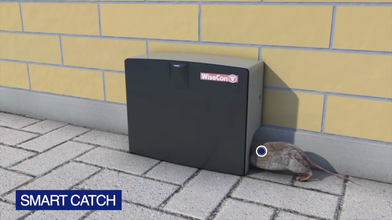 Anticimex SMART CATCH Captura Única de Roedores Sem Biocidas YouTube