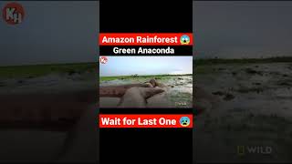 😱Biggest Anaconda🐍in the World. Dangerous, Amazon Rainforest😰 #shorts #youtubeshorts