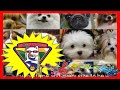 Dog Lovers Music | PAWetry Video - A New Special Friend | Dog Lovers Song | Husky Dog