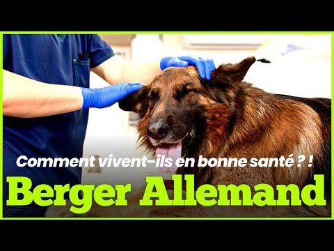 Vidéo: 9 Problèmes de santé courants chez les chiens âgés