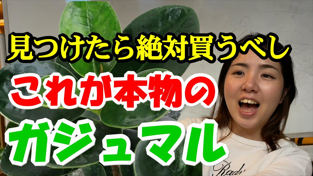 見つけたら絶対買うべし】パンダガジュマルの剪定・育て方・管理方法