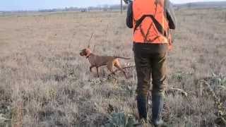 Zöldmáli Lekpe Wirehaired Vizsla working on Hungarian partridge