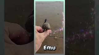 Washing the Emu! 💦 An Animal Fact for Kids