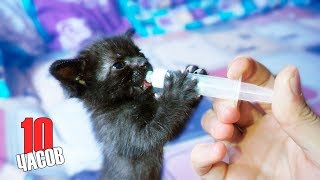 Котенок Пьет Молочко 10 Часов / Kitten Drinks Milk 10 Hours