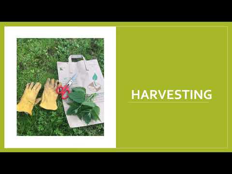 Nettle Harvesting Tips and Tricks