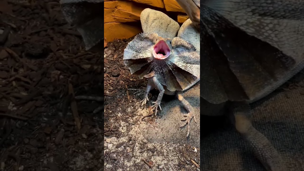 Frilled Dragon Feeding