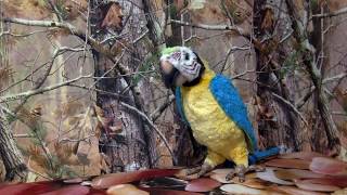 2007 Hasbro Squawkers McCaw