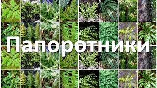 18. Папоротникообразные (6 класс) - биология, подготовка к ЕГЭ и ОГЭ 2019